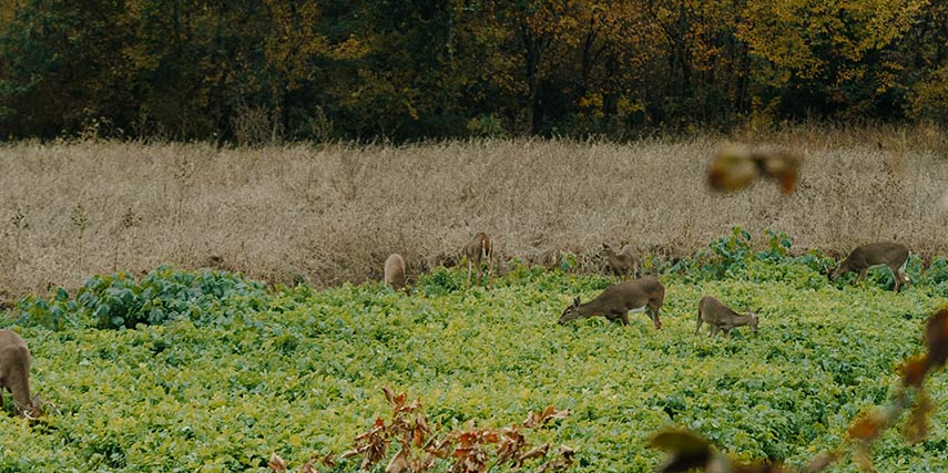 deer grazing in an open field 