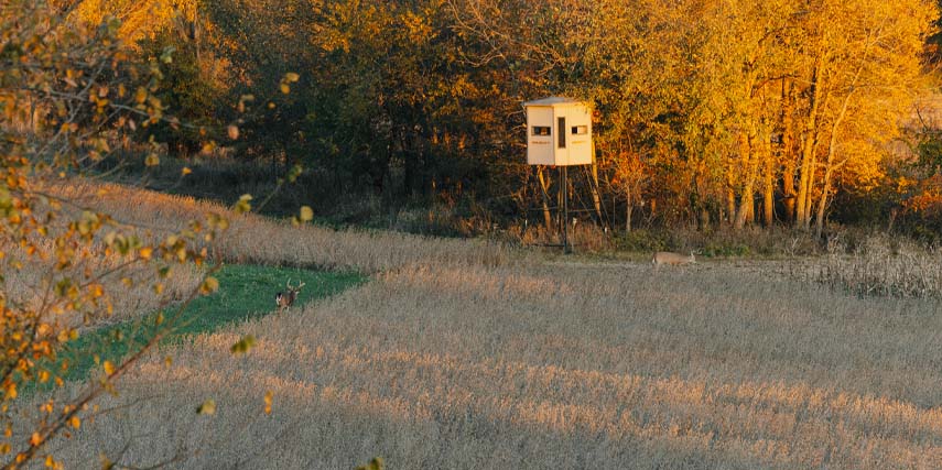 Box blind set up with deer walking through the fields
