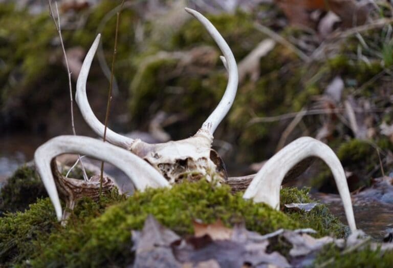 Hidden Gems The Rewards and Strategies of Shed Hunting Scentlok