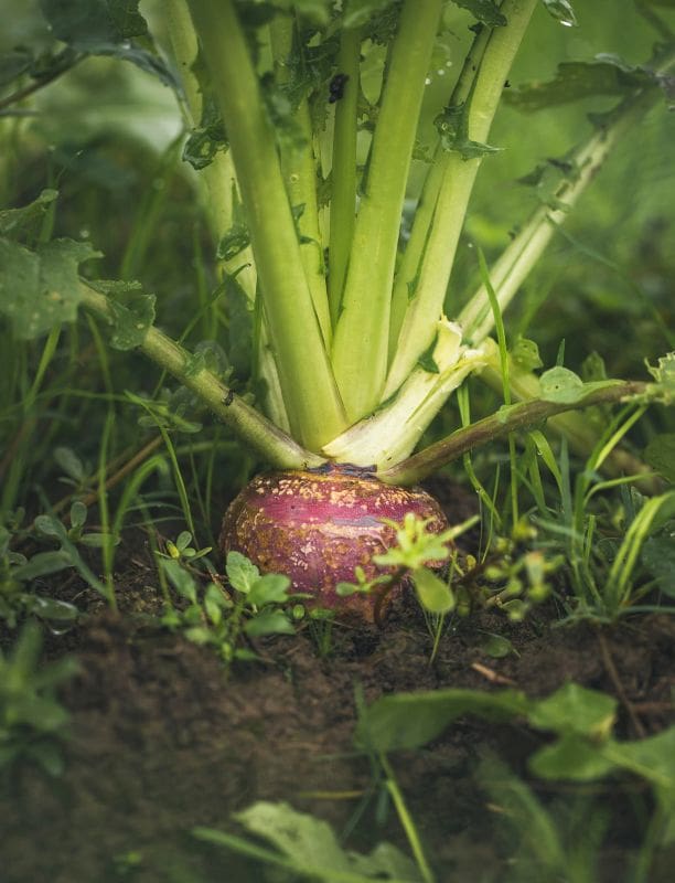 Food Plots On A Dime
