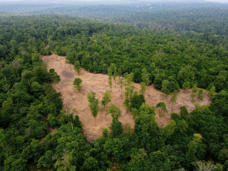 Food Plots On A Dime