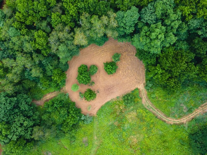 Food Plots On A Dime