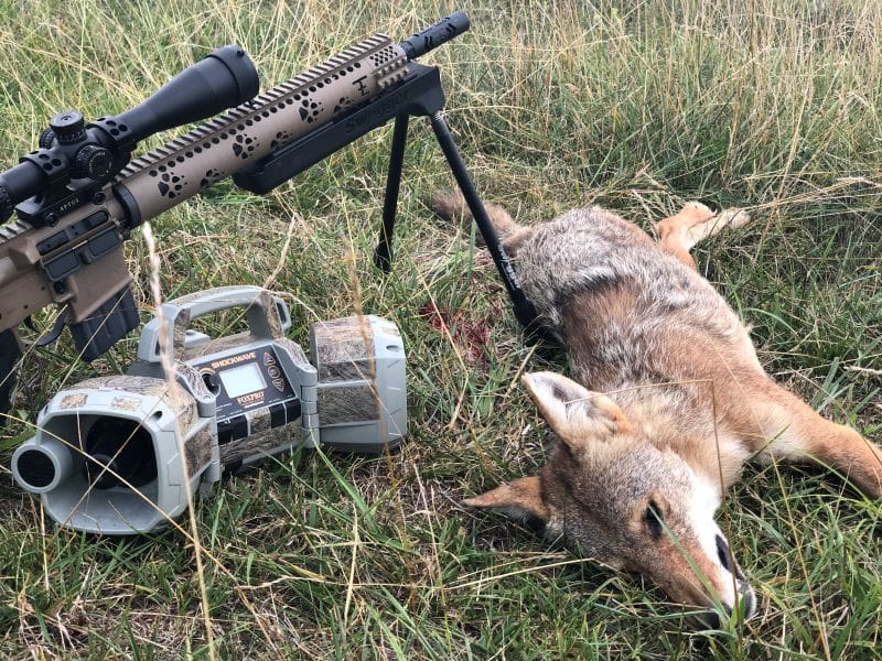 Save The Fawns: Minerals, Better Nutrition, And Predator Control