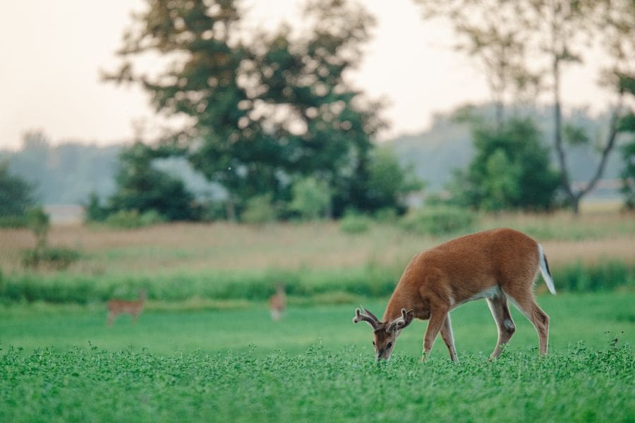 Summer Scouting For Public Land Whitetails