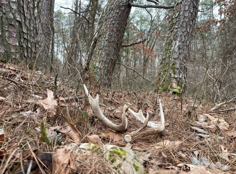 The Secrets Of Successful Shed Hunting: How To Find Antlers When Others Come Up Empty