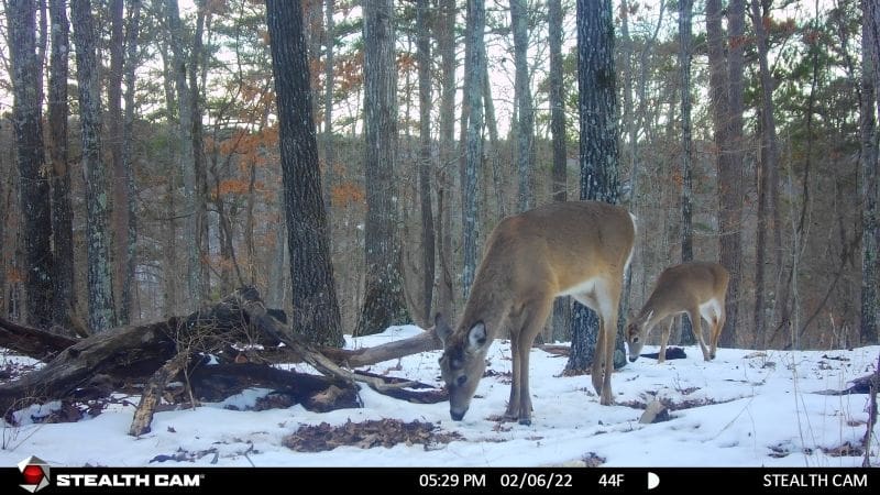 The Secrets Of Successful Shed Hunting: How To Find Antlers When Others Come Up Empty