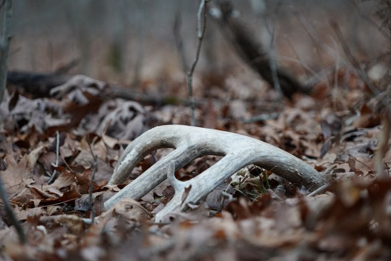3 Advanced Tactics For Finding More Shed Antlers
