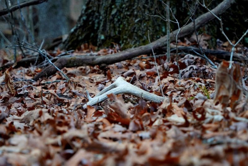 3 Advanced Tactics For Finding More Shed Antlers