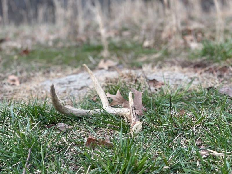 3 Advanced Tactics For Finding More Shed Antlers