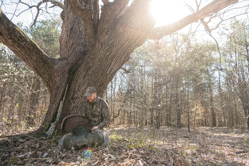 Hunting Early Season Gobblers: Calling Techniques For Henned Up Toms