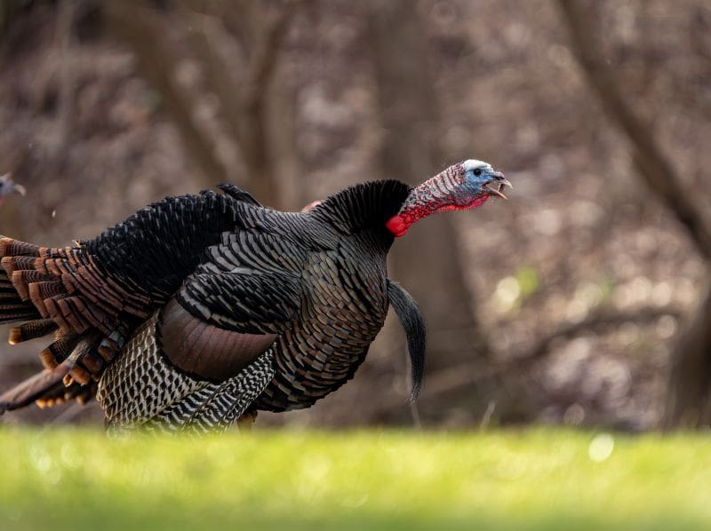 Late Morning Magic – Strut Zones And Dusting Areas