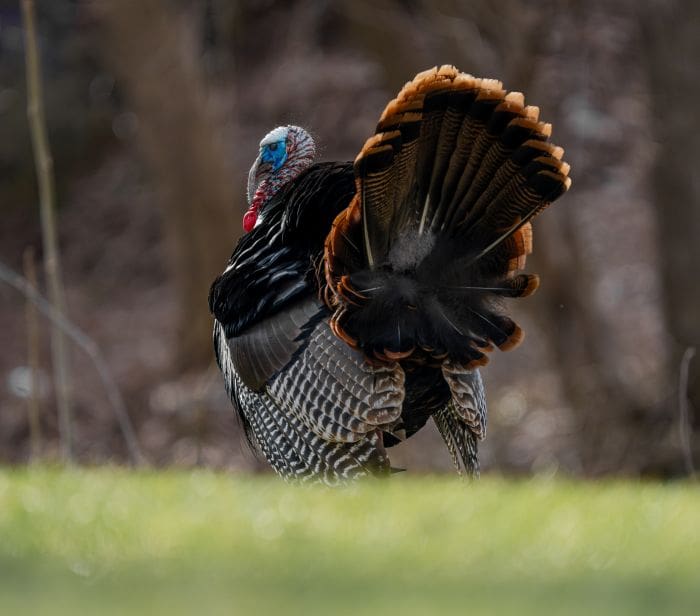 Late Morning Magic – Strut Zones And Dusting Areas