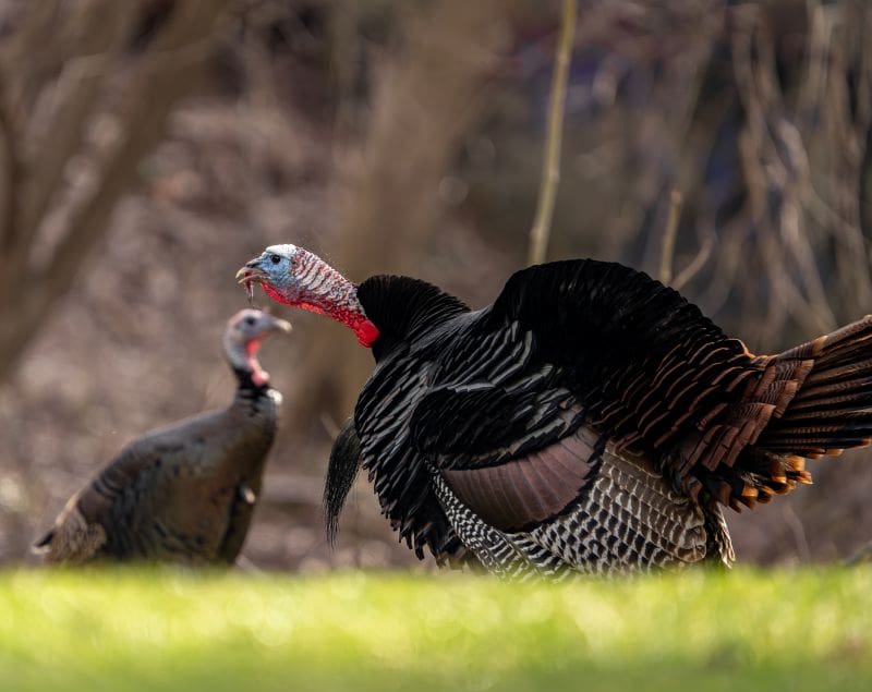 Best Late Season Turkey Tactics For Public Land