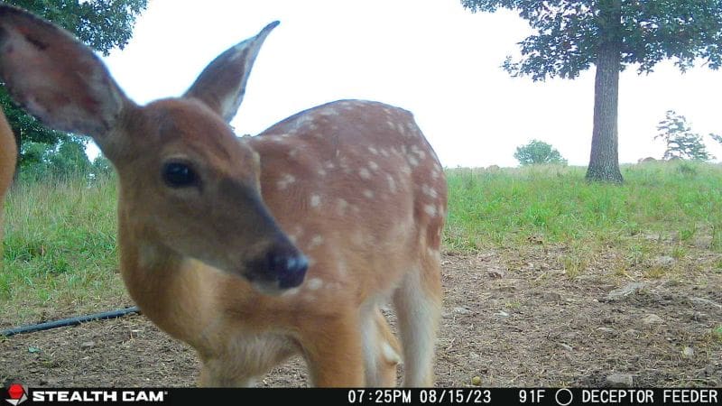 How Fawns Can Help Predict This Year's Rut