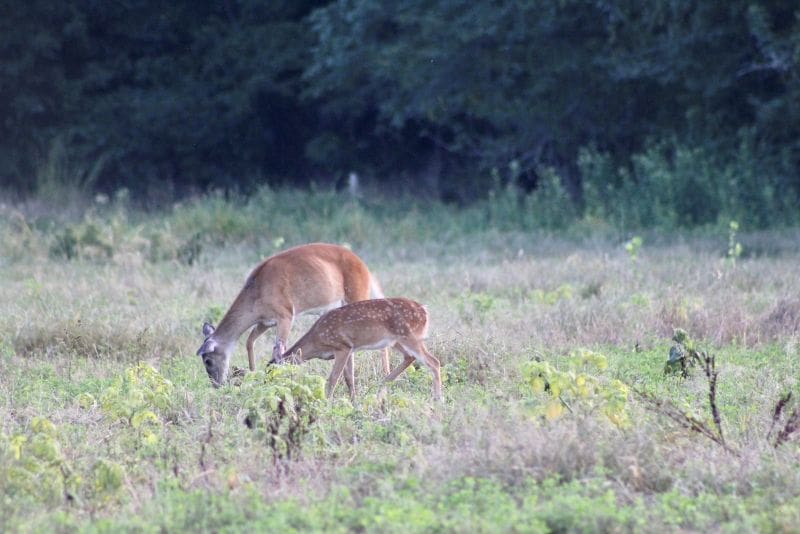 How Fawns Can Help Predict This Year's Rut