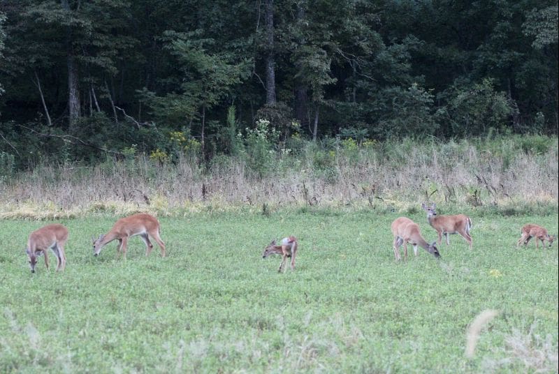 How Fawns Can Help Predict This Year's Rut