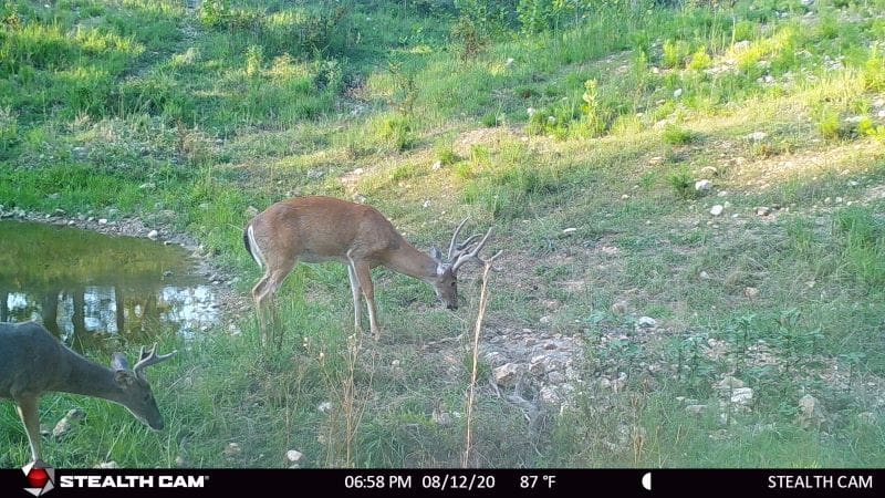 Watering Holes: Game Cameras Hotspot For Summer