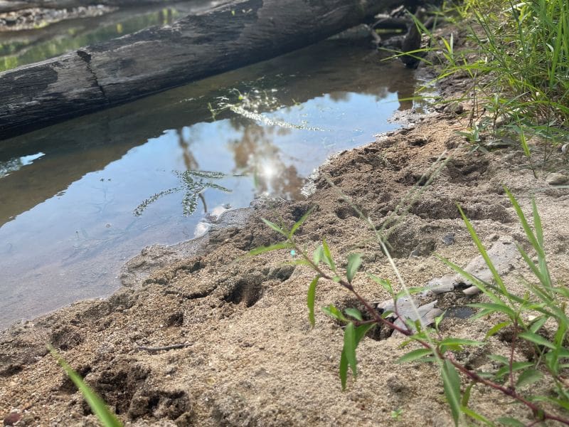 Watering Holes: Game Cameras Hotspot For Summer