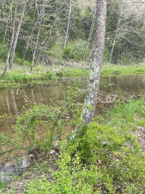Watering Holes: Game Cameras Hotspot For Summer