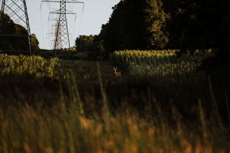 Should You Hunt Your Best Buck Early